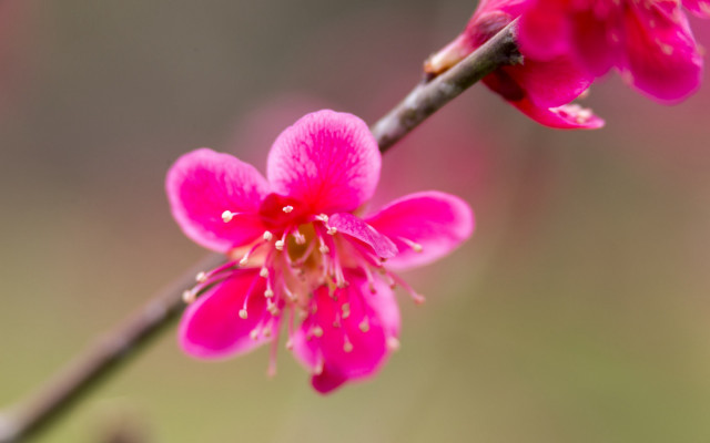 Pink flower green background closeup #2 free wallpaper for desktop - medium preview image