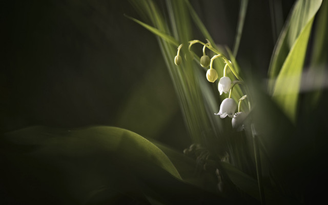 Flower closeup soft light macro free wallpaper for desktop - medium preview image