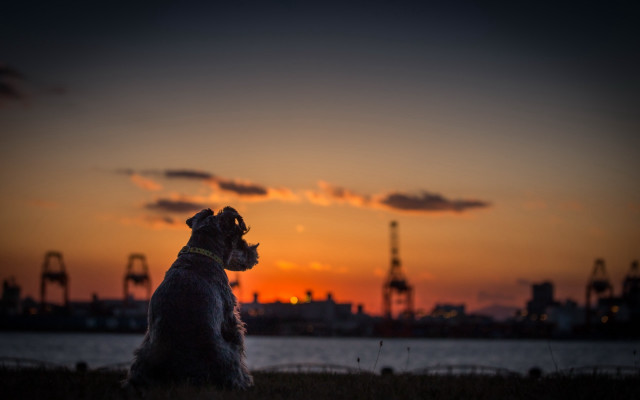 Dog sunset cityscape grass water free wallpaper for desktop - medium preview image