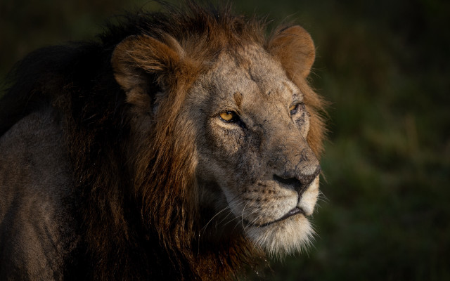 Lion mane brown face wildlife #3 free wallpaper for desktop - medium preview image