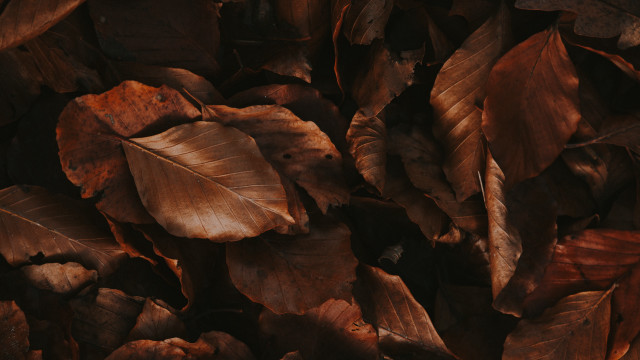 Brown leaves pile postminimalism 3d free wallpaper for desktop - medium preview image