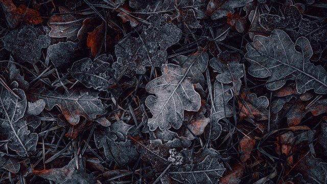 Leaves ground grass black background free wallpaper for desktop - medium preview image