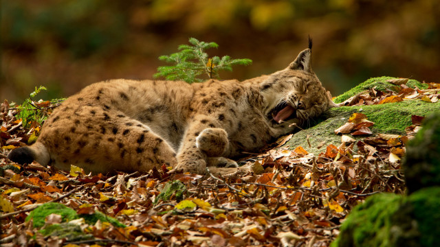 Cat leaves tree bush openmouth free wallpaper for desktop - medium preview image