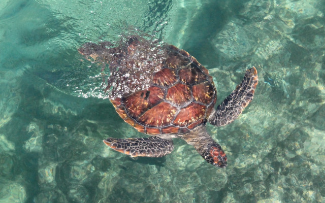 Turtle bubbles surface water ecological free wallpaper for desktop - medium preview image