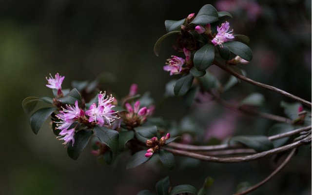 Flower branch leaves buds macro free wallpaper for desktop - medium preview image