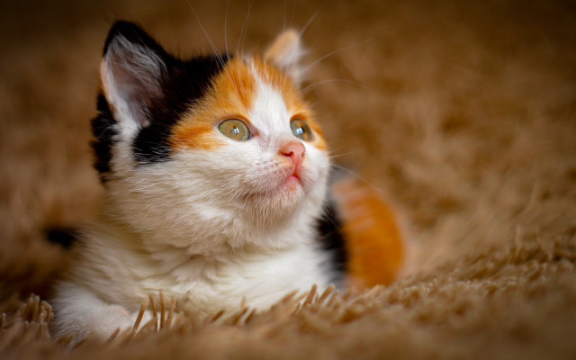 Surprised cat laying on carpet free wallpaper for desktop - medium preview image