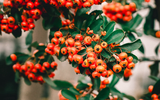 Bush berries green leaves background free wallpaper for desktop - medium preview image