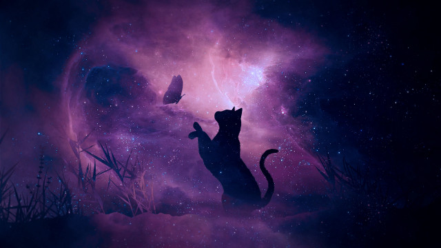 Cat field butterfly space matte free wallpaper for desktop - medium preview image