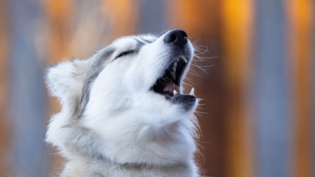 White dog open mouth sunset free wallpaper for desktop - medium preview image