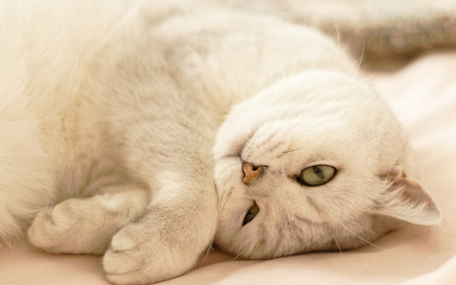White cat laying on bed #2 free wallpaper for desktop - medium preview image