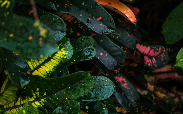 Plant leaves red spots yellow free wallpaper for desktop - medium preview image