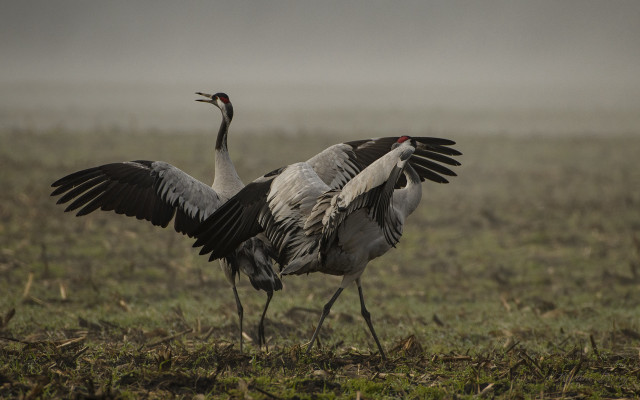Couple birds grass field flowers free wallpaper for desktop - medium preview image