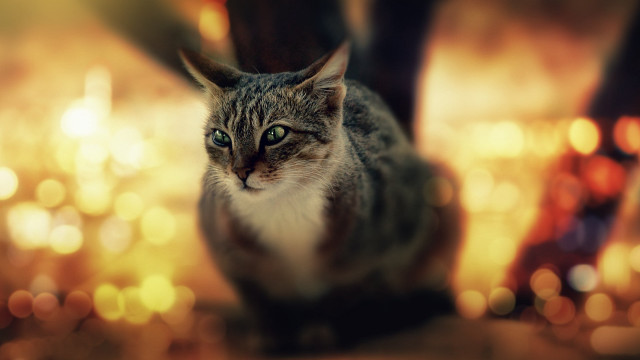 Cat bokeh green eyes tilt free wallpaper for desktop - medium preview image