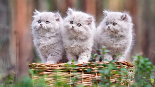 Three kittens basket woods cute free wallpaper for desktop - medium preview image