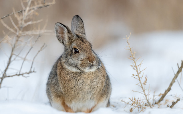 Rabbit snowy winter curious beatrix free wallpaper for desktop - medium preview image