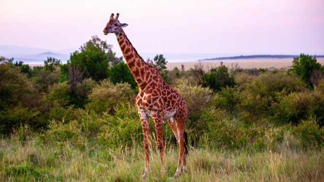 Giraffe tallgrass trees sky clouds free wallpaper for desktop - medium preview image