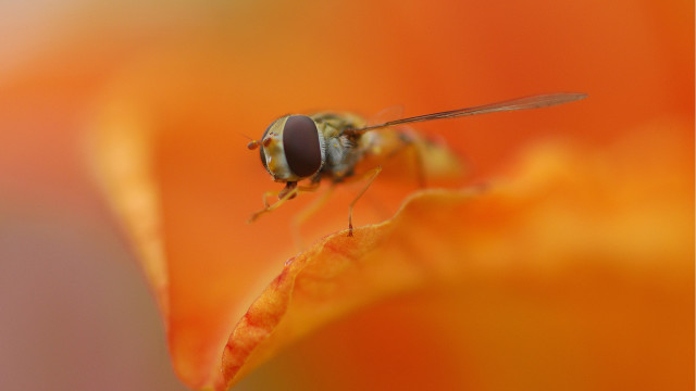Fly flower stem orange sunset free wallpaper for desktop - medium preview image