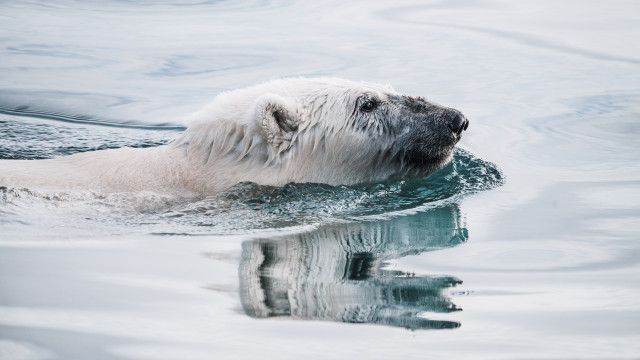Polar bear reflection ecological art free wallpaper for desktop - medium preview image
