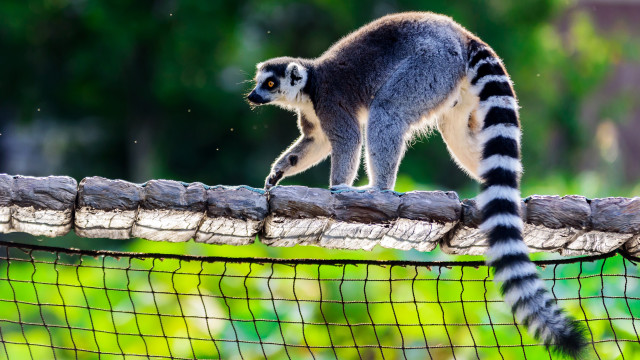 Lemur fence green background blurry free wallpaper for desktop - medium preview image