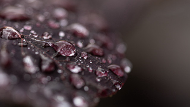 Leaf water drops macro bokeh free wallpaper for desktop - medium preview image