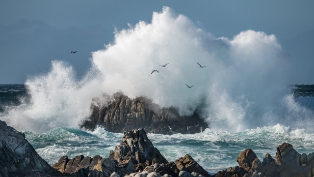 Stormy wave crash sea birds free wallpaper for desktop - medium preview image