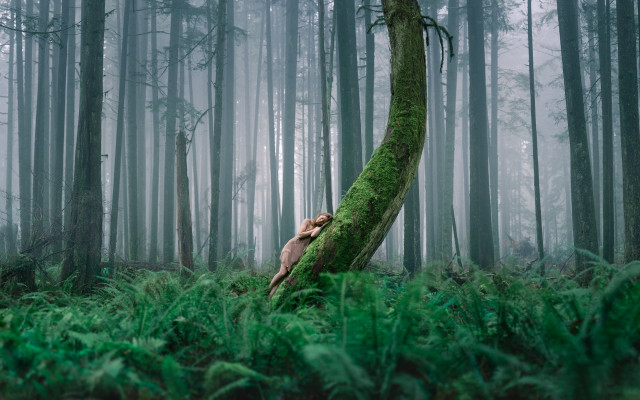 Mossy tree hiding woods bamboo free wallpaper for desktop - medium preview image