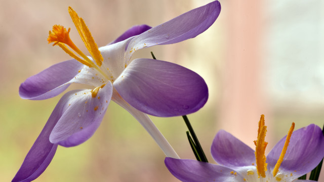 Purple flower white center yellow free wallpaper for desktop - medium preview image