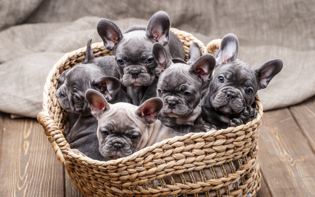 Puppies basket wooden table pillow free wallpaper for desktop - medium preview image