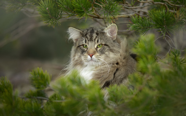 Sad cat in tree green free wallpaper for desktop - medium preview image