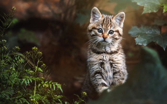 Curious kitten grass nature blurry free wallpaper for desktop - medium preview image