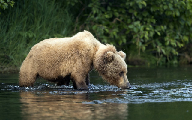 Brown bear river forest nature free wallpaper for desktop - medium preview image