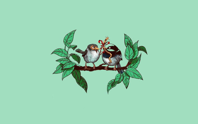 Birds branch leaves bamboo cactus free wallpaper for desktop - medium preview image