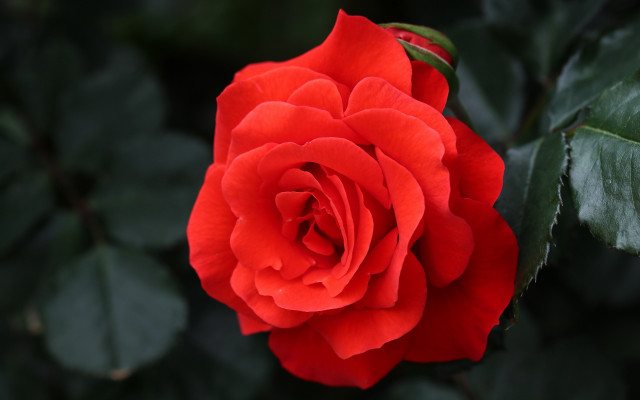 Red rose green leaves bokeh #4 free wallpaper for desktop - medium preview image