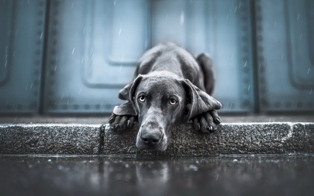 Dog rainy day head on free wallpaper for desktop - medium preview image
