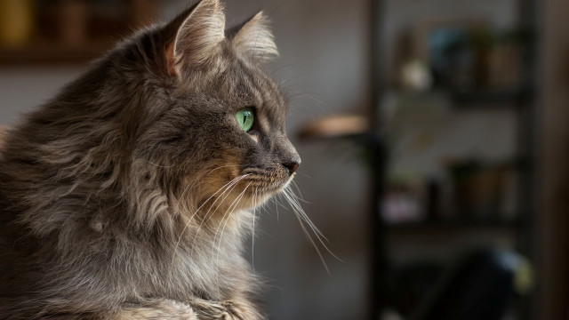 Regal cat green eyes sitting free wallpaper for desktop - medium preview image