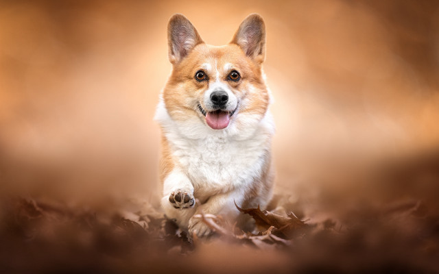 Dog leaves fall shiba inu free wallpaper for desktop - medium preview image