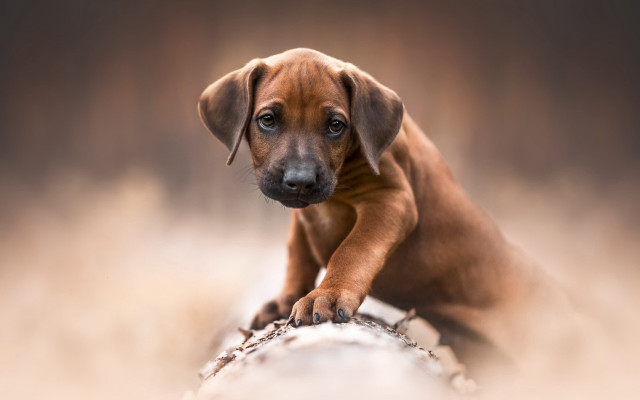 Brown puppy sitting rock sad free wallpaper for desktop - medium preview image