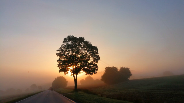 Tree road sunset fog mountain free wallpaper for desktop - medium preview image