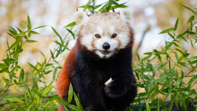 Red panda grass forest smile free wallpaper for desktop - medium preview image