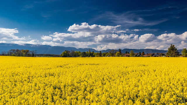 Yellow flower field mountain sky #3 free wallpaper for desktop - medium preview image