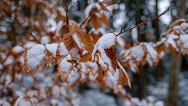 Snowy tree autumn leaves bokeh free wallpaper for desktop - medium preview image