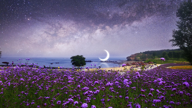 Purple flowers moon aurora fireworks free wallpaper for desktop - medium preview image