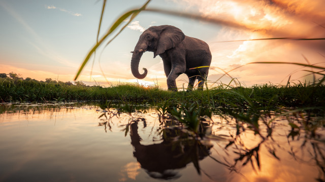 Elephant grass water sunset reflection free wallpaper for desktop - medium preview image