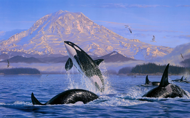 Orca jumping mountain ocean beach free wallpaper for desktop - medium preview image