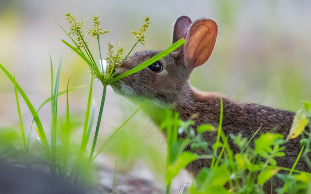 Rabbit eating grass nature blurry free wallpaper for desktop - medium preview image