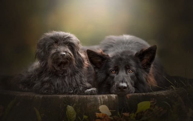 Two dogs laying wooden surface free wallpaper for desktop - medium preview image