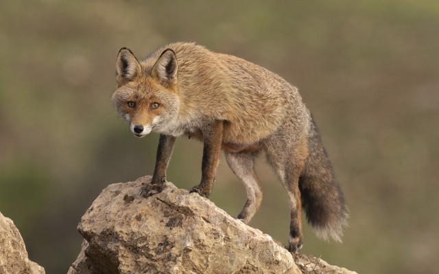 Small fox rock formation side free wallpaper for desktop - medium preview image