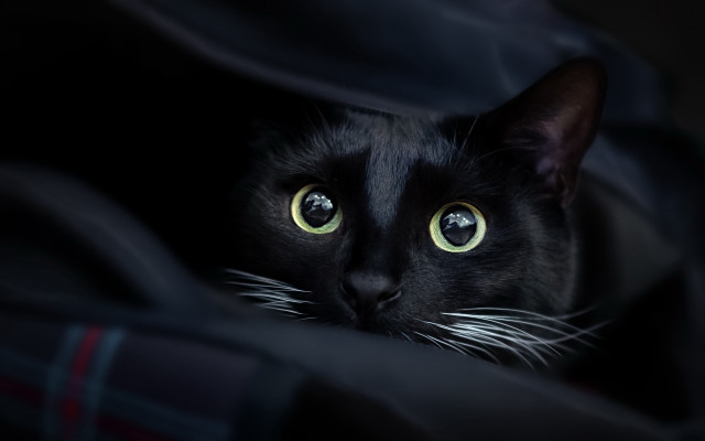 Black cat green eyes hiding free wallpaper for desktop - medium preview image