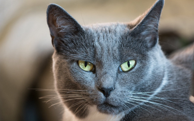Gray cat green eyes blurry #2 free wallpaper for desktop - medium preview image