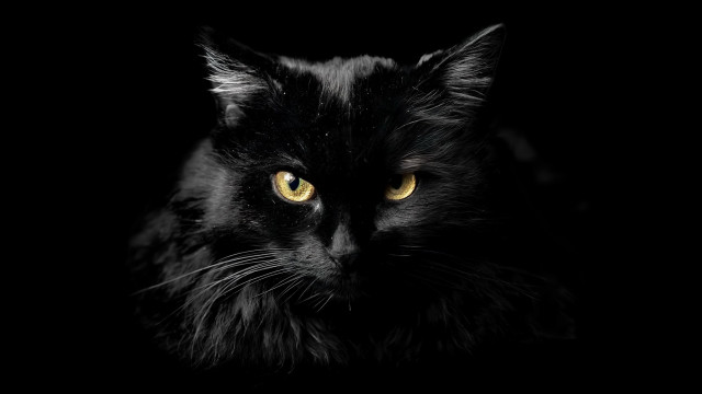 Black cat yellow eyes gothic #4 free wallpaper for desktop - medium preview image